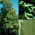 Particolare dell'albero e delle foglie di Tilia dasystyla