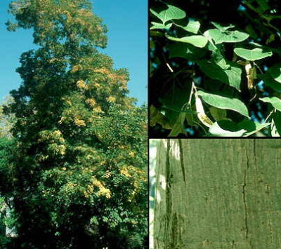 Particolare dell'albero e delle foglie di Tilia dasystyla