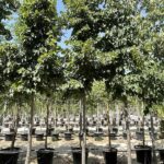 Tilia hybrida argentea TIGLIO IBRIDO