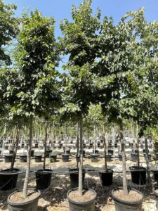 Tilia hybrida argentea TIGLIO IBRIDO