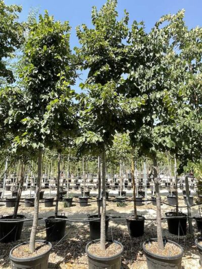 Tilia hybrida argentea TIGLIO IBRIDO