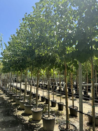 Tilia hybrida argentea TIGLIO IBRIDO AF