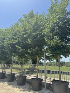 Tilia hybrida argentea TIGLIO IBRIDO AF2