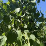 Tilia x europaea