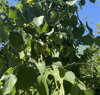 Tilia x europaea