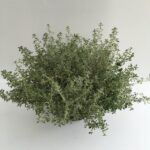 piantina di timo limone thymus citriodorus silver queen