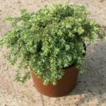 pianta di tsuga canadensis nana in vaso