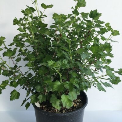 pianta in vaso di uva spina ribes grossularia