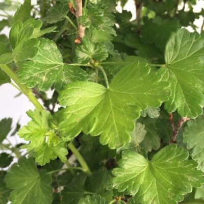 particolare delle foglie di uva spina ribes grossularia