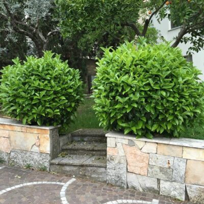 piante di viburno lucido viburnum tinus lucidum