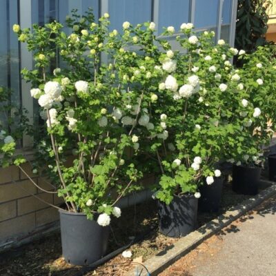 PIANTE DI VIBURNUM OPULUS PALLA DI NEVE ESPOSTE IN VASO