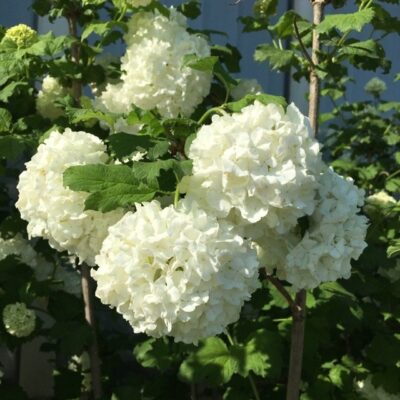 particolare dei fiori di viburnum opulus palla di neve