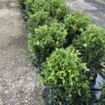 Viburnum tinus VIBURNO TINO - Vivai Frappetta