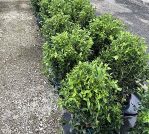 Viburnum tinus VIBURNO TINO - Vivai Frappetta