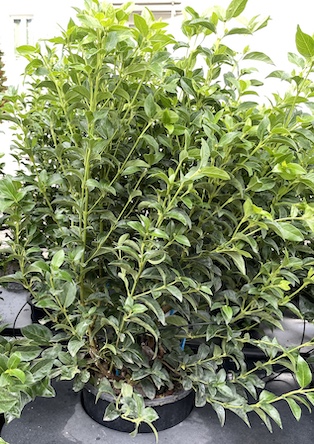 Viburnum tinus VIBURNO TINO