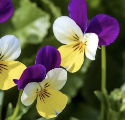 Viola tricolor
