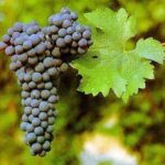 Grappolo di Vite Sauvignon