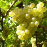 Grappolo di Vite Chardonnay