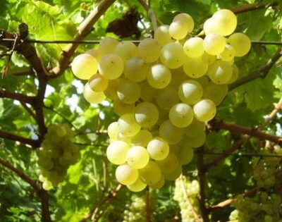 Grappolo di Vite Chardonnay