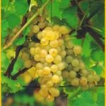 Vite Chasselas Dorè