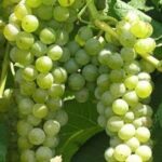 Grappoli di Vite Malvasia Bianca di Candia