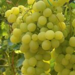 Grappolo di Vite Matilde