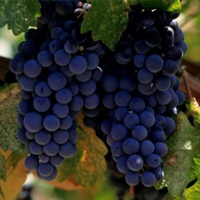 Grappoli di Vite Merlot