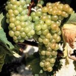 Grappolo di Vite Moscato Bianco