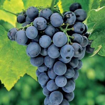 Grappolo di Vite Moscato dAmburgo