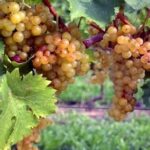 Grappoli di Vite Moscato di Terracina