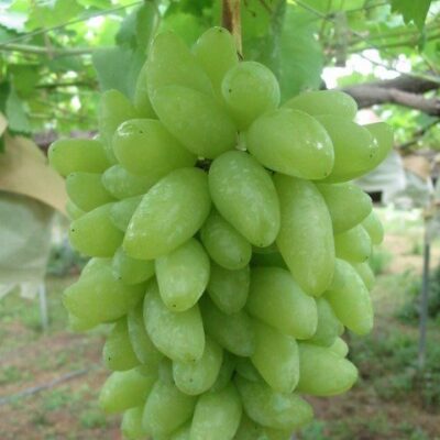 Particolare del Grappolo di Vite Pizzutello Bianco