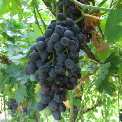 Grappolo di Vite Regina Nera