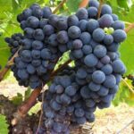 Grappoli di Vite Sangiovese
