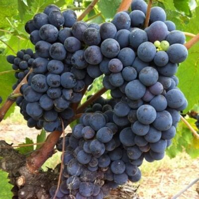 Grappoli di Vite Sangiovese