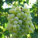 Grappolo di Vite Sultanina Bianca