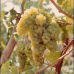 Grappolo di Vite trebbiano toscano