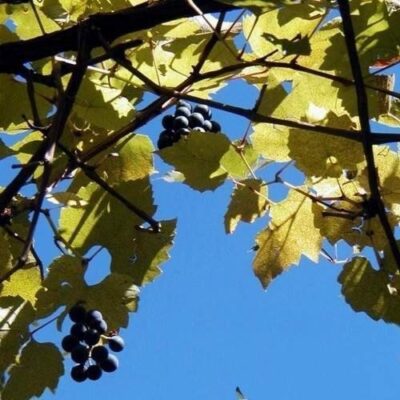 Frutti su albero di Vite Uva Fragola nera