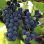 Vite Uva Fragola Nera