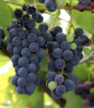Vite Uva Fragola Nera