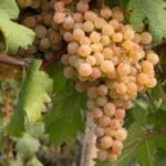 Primo piano del grappolo di Vite Verdea