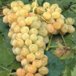 Grappolo di Vite Vermentino