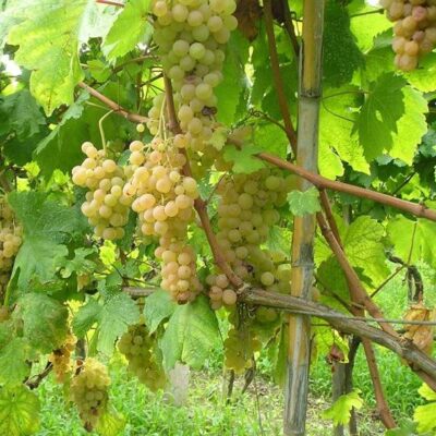 Grappoli di Vite Zibibbo