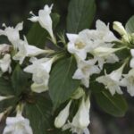 Weigelia 'Candida'