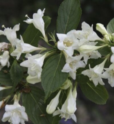 Weigelia 'Candida'