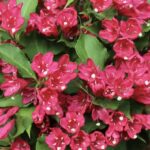 Weigelia florida 'Red Prince'