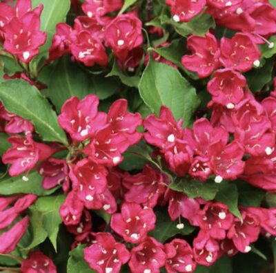 Weigelia florida 'Red Prince'