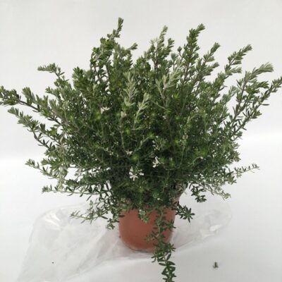 piantina di westringia fruticosa