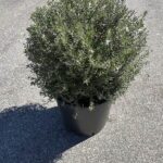 Westringia fruticosa Sfera CL18