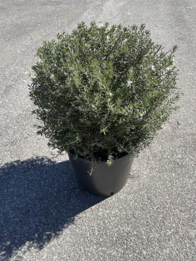 Westringia fruticosa Sfera CL18