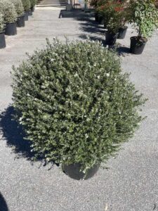 Westringia fruticosa Sfera CL35